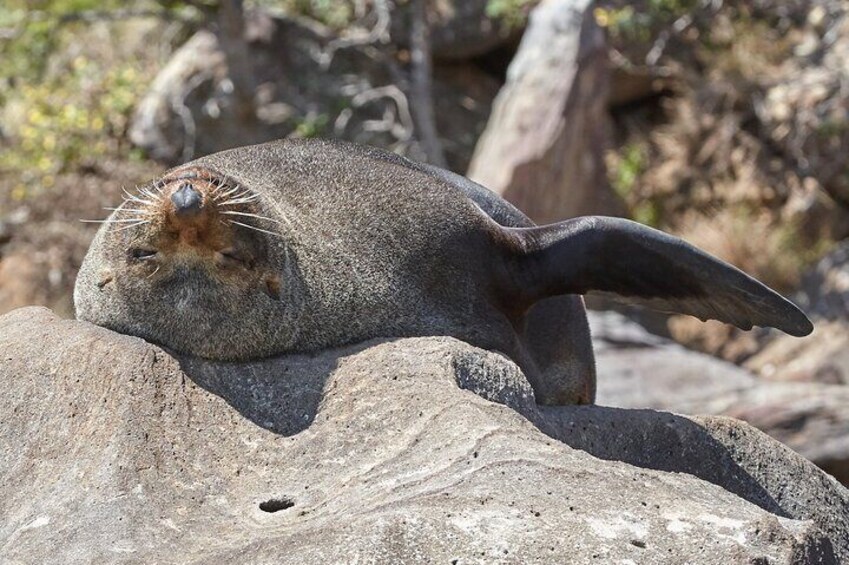 Sydney Kayak Seal Encounter Adventure with Gourmet Food