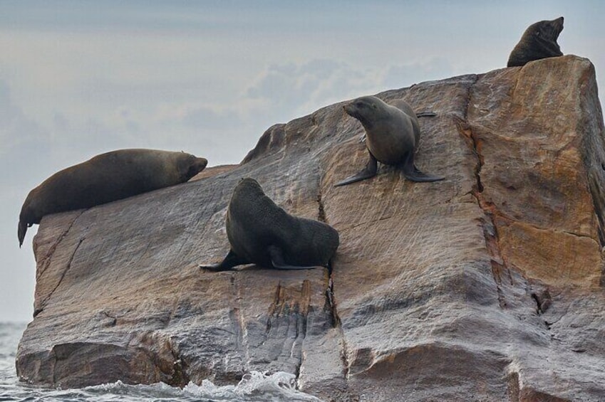 Sydney Kayak Seal Encounter Adventure with Gourmet Food