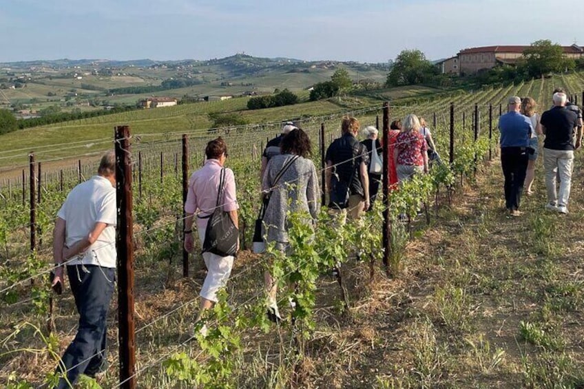 Private Vineyards Tour & Wine Tasting in Collio and Udine