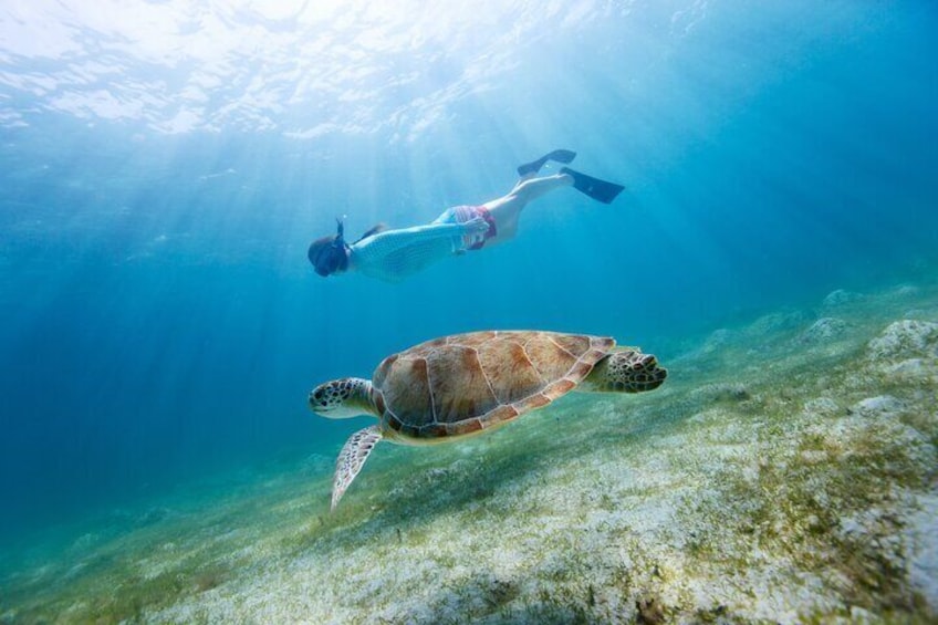 Snorkeling and Dolphin Watching Experience in Destin