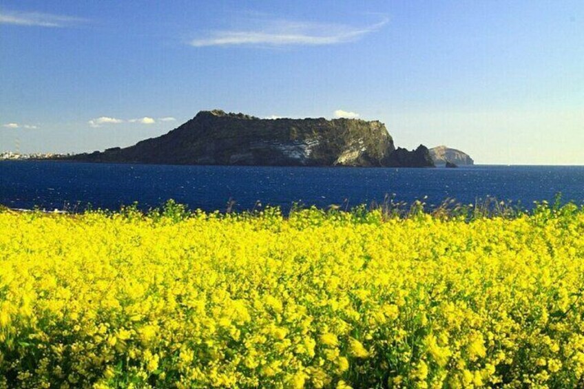 Full-Day Visiting Jeju Island Private Tour