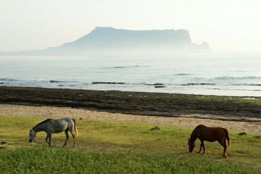 Full-Day Visiting Jeju Island Private Tour