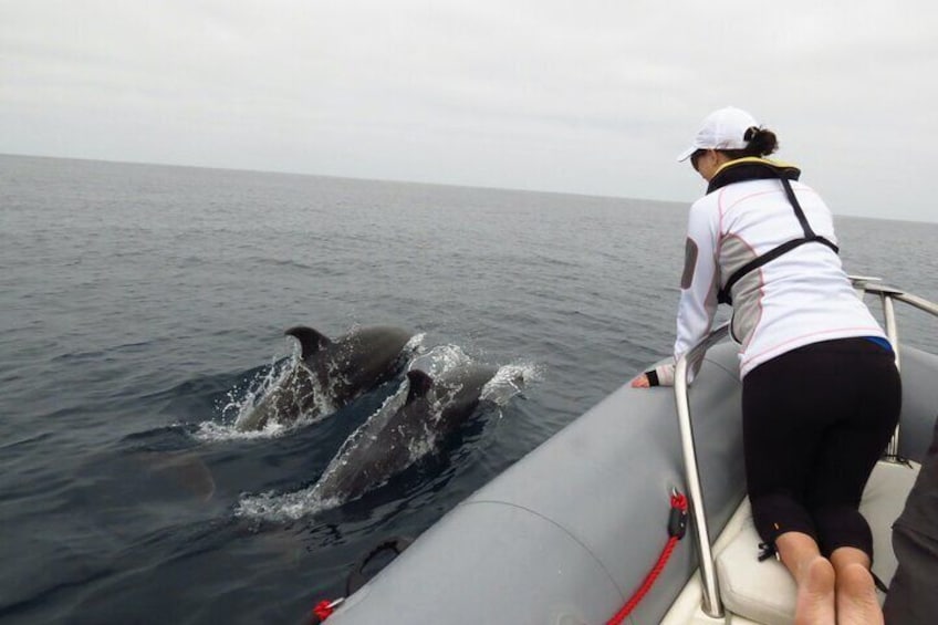 Close to the action! Bottlenose Dolphins