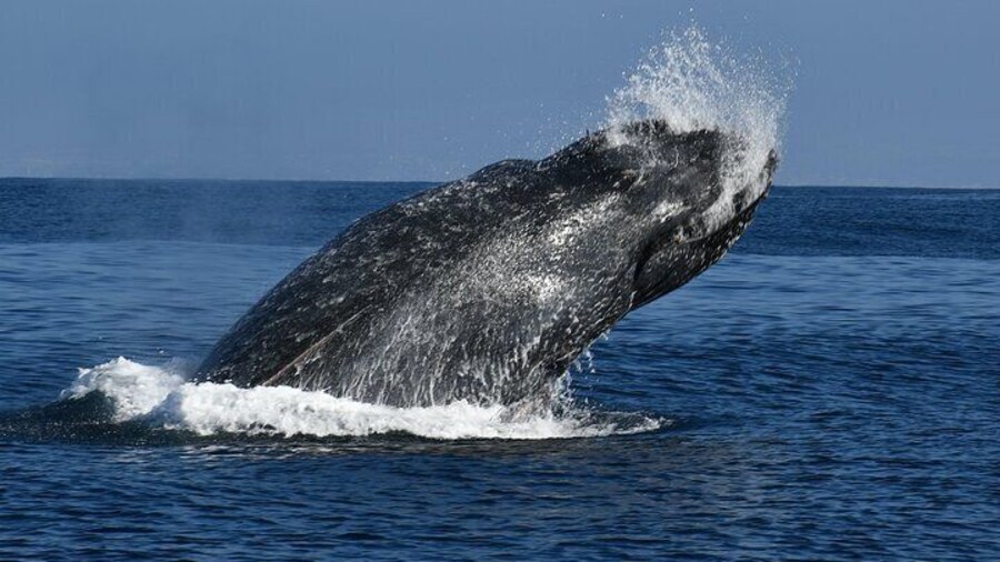 Breaching Whale