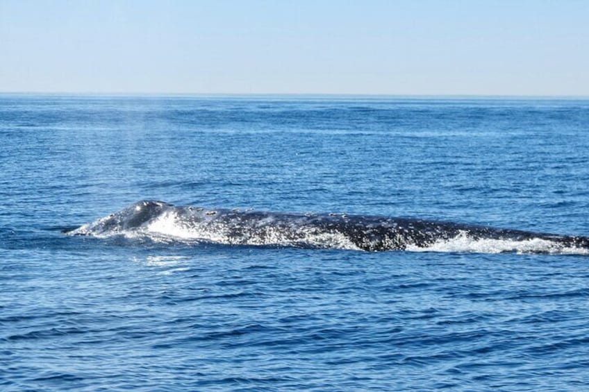 Grey whale migrating south