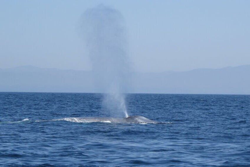 Blue Whale, our favorite summer whales