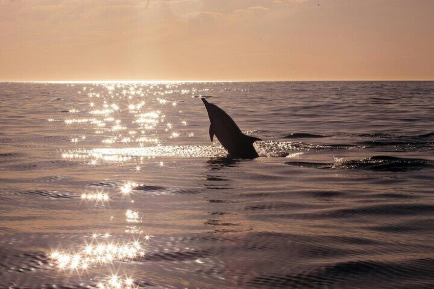2-Hour Dolphin Guided Safari NP Brijuni from Fazana with Dinner