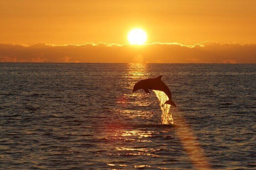 2-Hour Dolphin Guided Safari NP Brijuni from Fazana with Dinner