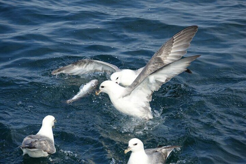 Reykjavik's Finest Catch: Guided Sea Angling Tour