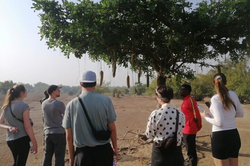 Private Full Day Elephant Safari Tour in Mole National Park Ghana