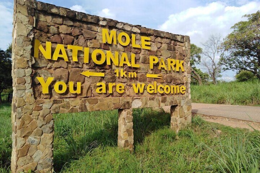 Private Full Day Elephant Safari Tour in Mole National Park Ghana