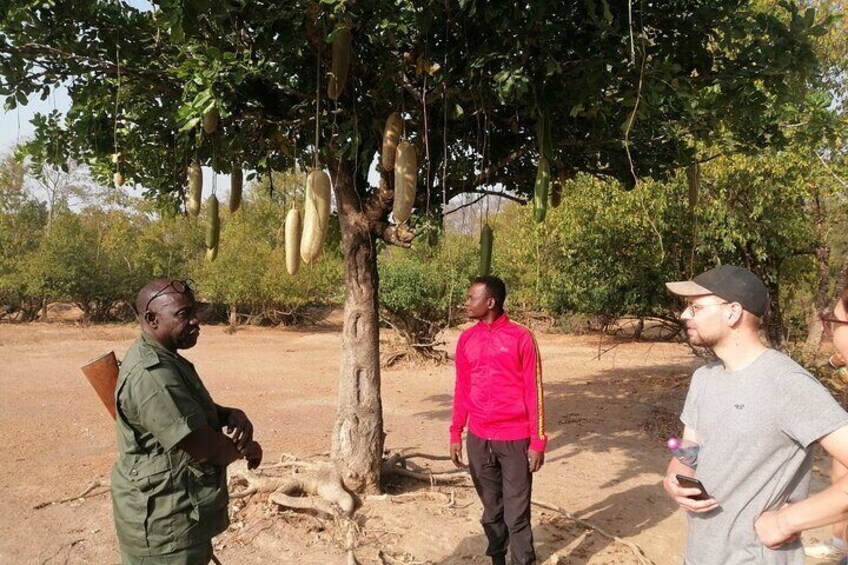 Private Full Day Elephant Safari Tour in Mole National Park Ghana