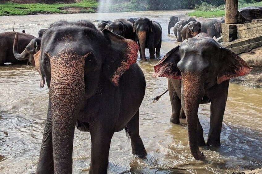 Explore the Enchanting Beauty of Sri Lanka in 12 Days