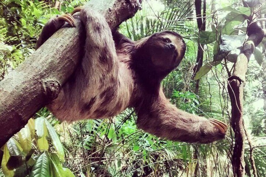 In this serene and captivating photograph, a charming sloth becomes the focal point, exuding an aura of tranquility and relaxation. Hanging gracefully from a tree branch amidst a lush rainforest backd