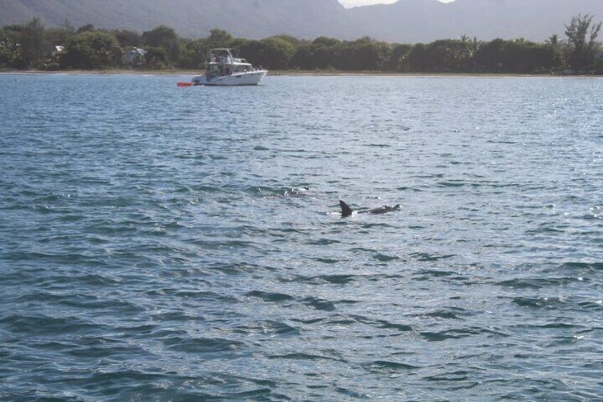 Dolphin and fishing experience