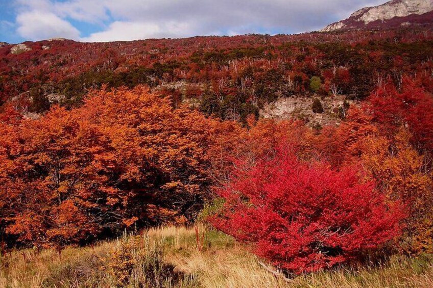 Private 5 Hour Nat Park with City Tour in Ushuaia, Argentina