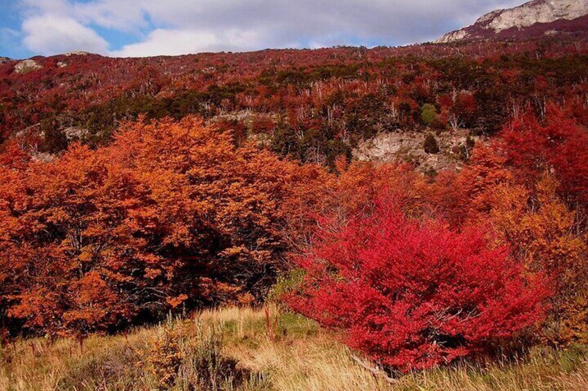 Private 5 Hour Nat Park with City Tour in Ushuaia, Argentina 