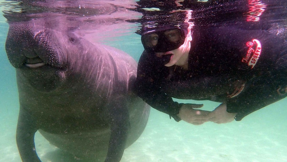 Picture 4 for Activity Crystal River: Snorkel with Manatees & Dolphin Airboat Trip
