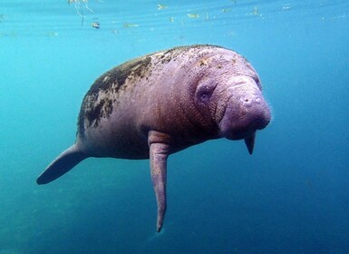 Crystal River: Snorkel with Manatees & Dolphin Airboat Trip