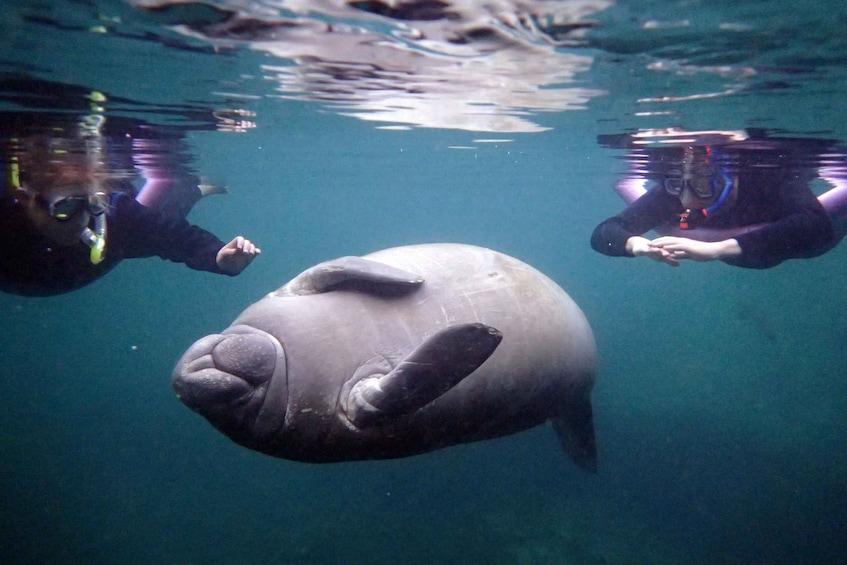 Picture 2 for Activity Crystal River: Snorkel with Manatees & Dolphin Airboat Trip