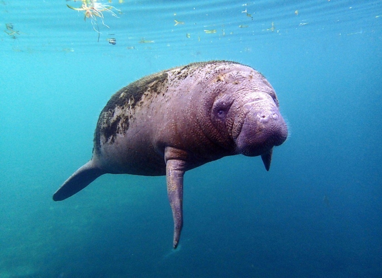 Crystal River: Snorkel with Manatees & Dolphin Airboat Trip