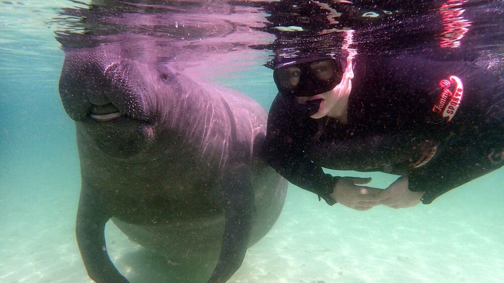 Picture 4 for Activity Crystal River: Snorkel with Manatees & Dolphin Airboat Trip