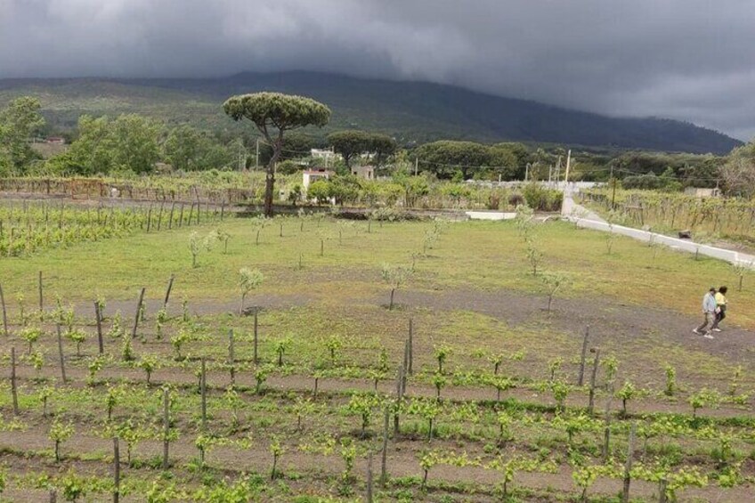 Pompeii Private Day Trip with Lunch and Wine Tasting from Naples