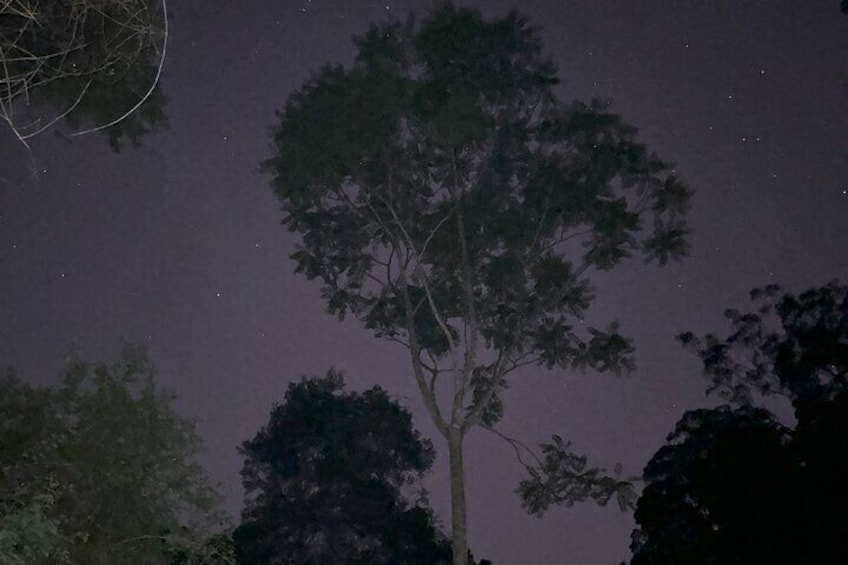 The rain forest is special at night time.
