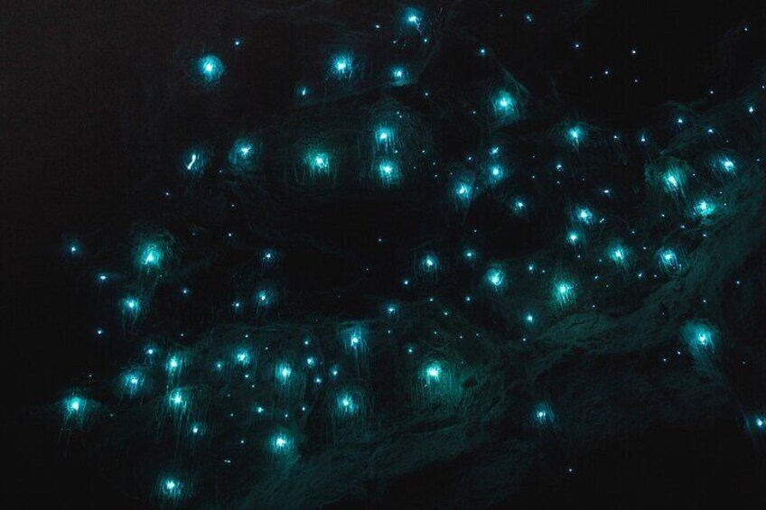  Some of the thousands of Glow Worms you will see