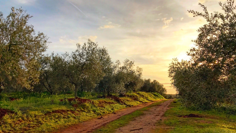 Sun rising over field of olive trees in Seville