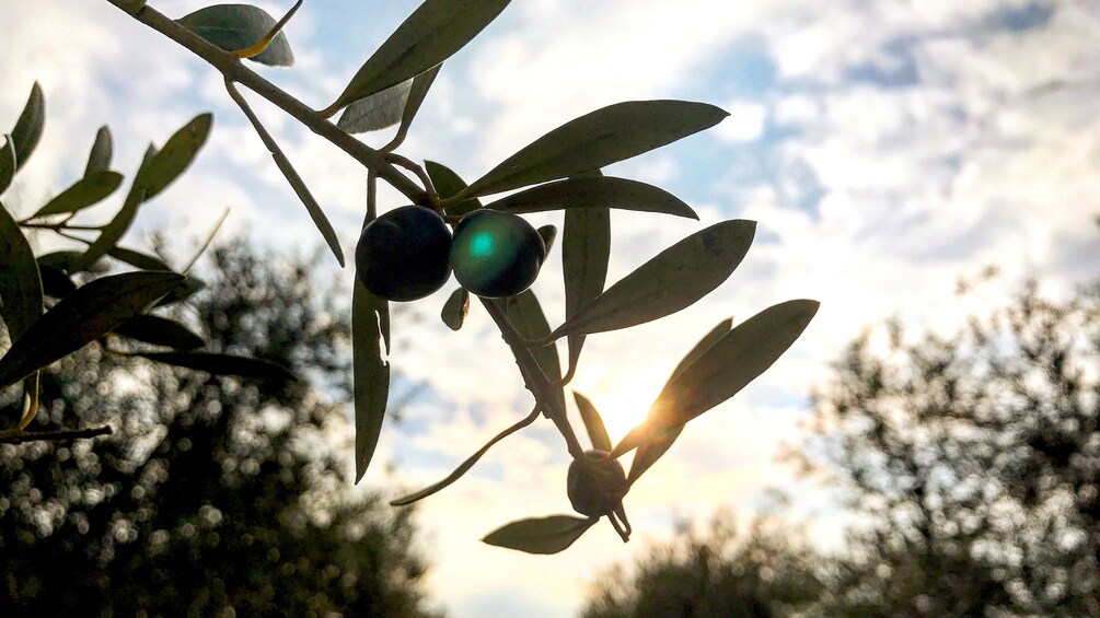 Close up of olives on branch during sunrise in Seville