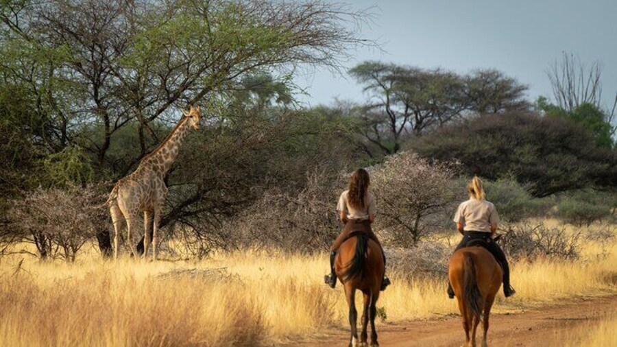 Exhilarating Horseback Safari Departing from Johannesburg