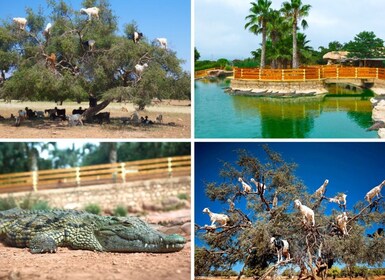Agadir: Goat on Trees & Crocoparc Adventure with Transfers