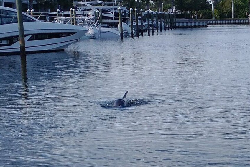 Coming to get us in the marina before the tour starts!