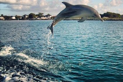 Private Guided Dolphin Sightseeing Cruise in St. Petersburg