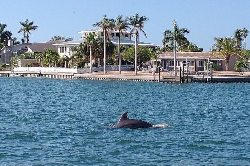 Private Guided Dolphin Sightseeing Cruise in St. Petersburg