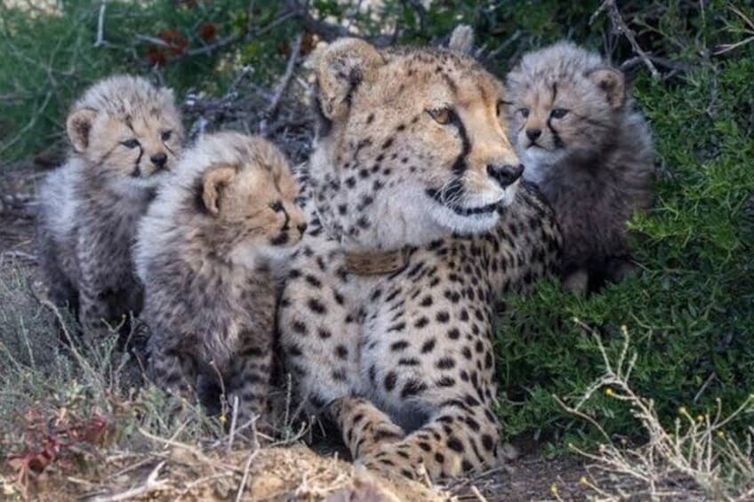 Cheetah Experience - Waterberg area