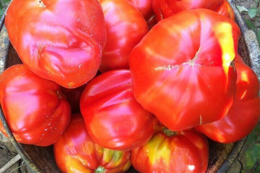 Tomatoes from the garden
