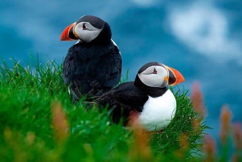 Puffin Safari Boat Tour