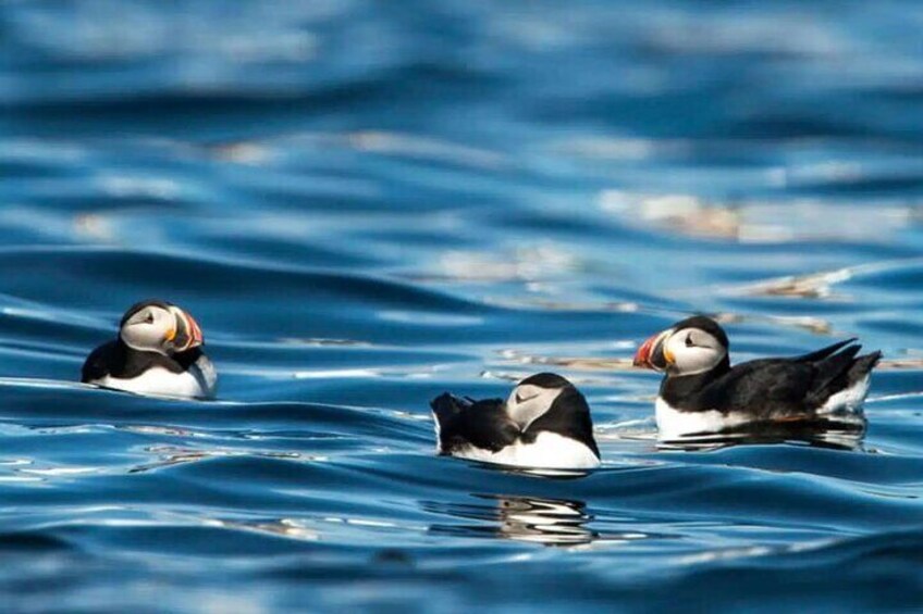 Puffin Safari Boat Tour