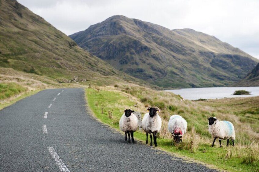 Wild sheep along the road in Connemara