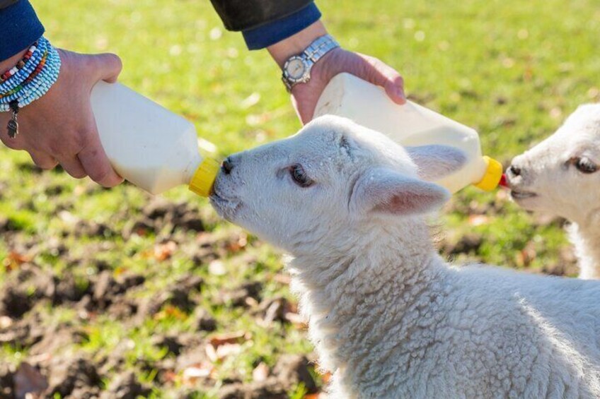 Feed some baby lambs!