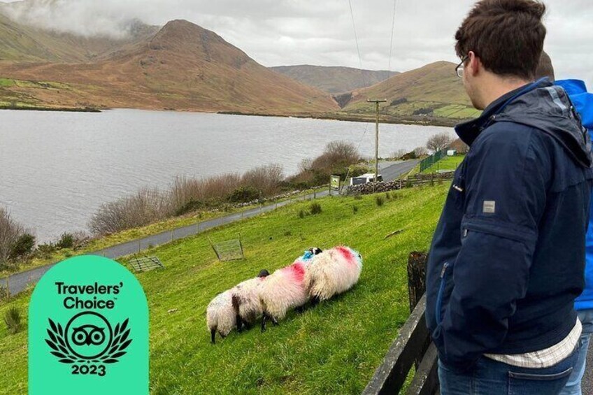 Sheepdog demonstration in the Connemara Mountains