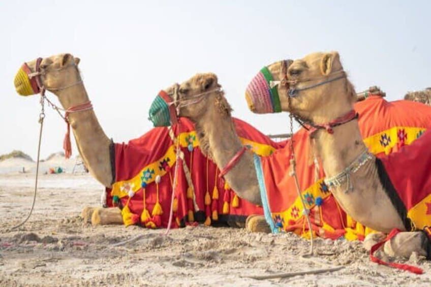 Doha Private Half-Day Guided Desert Safari Tour