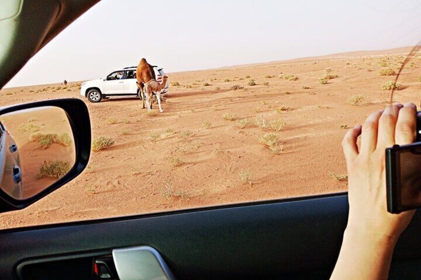 camel baby in Sahara Desert