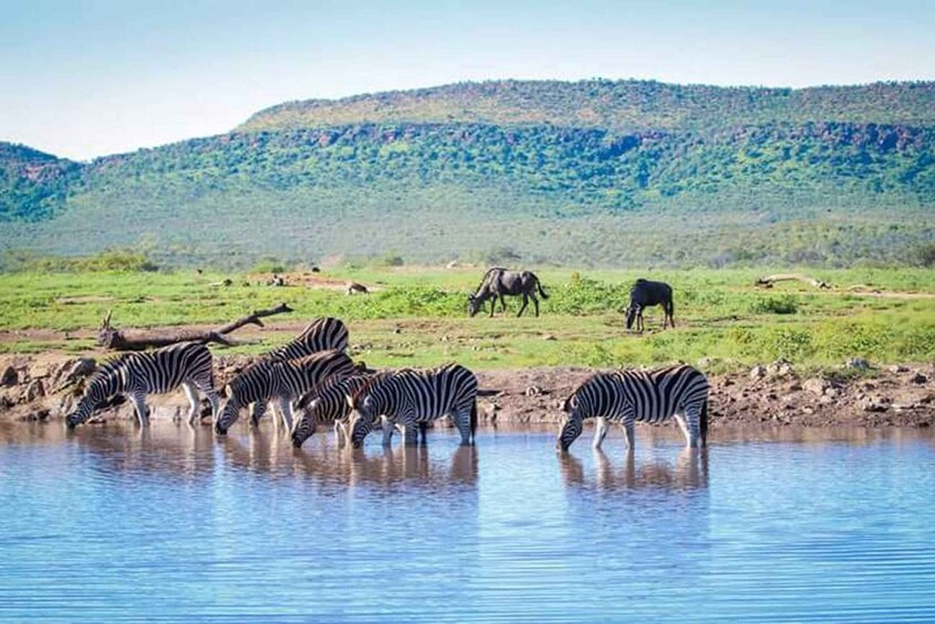 Picture 1 for Activity Madikwe Game Reserve Day Tour