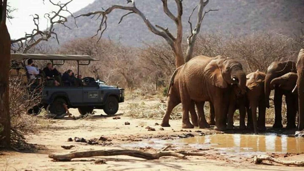 Madikwe Game Reserve Day Tour