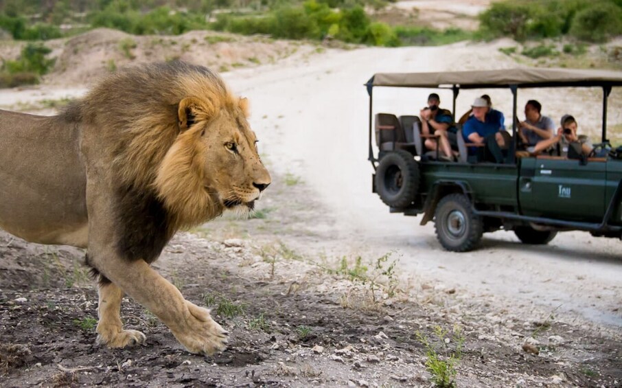 Picture 4 for Activity Madikwe Game Reserve Day Tour