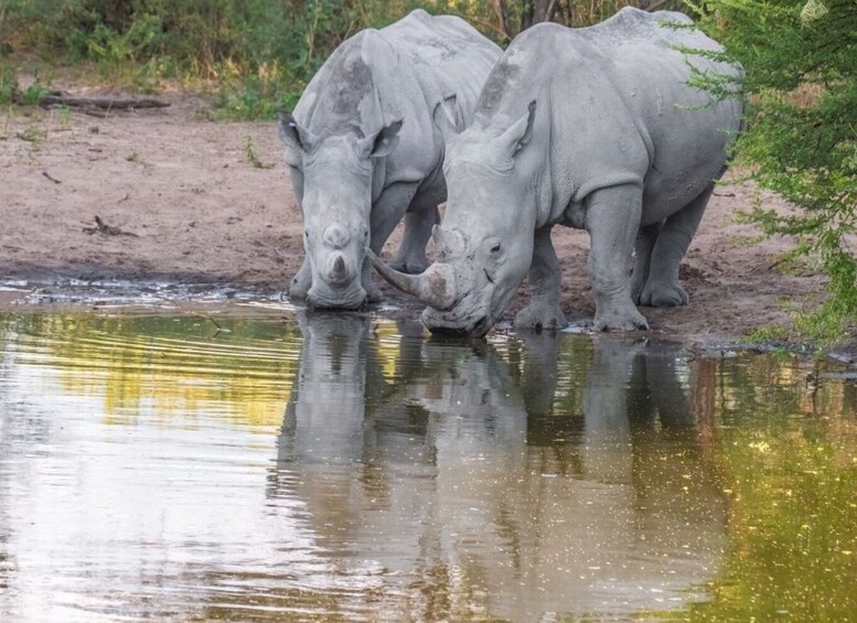 Picture 3 for Activity Madikwe Game Reserve Day Tour