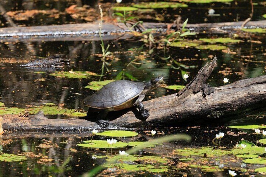 Darwin: Evening tour to Fogg Dam Wetlands and Humpty Doo Hotel